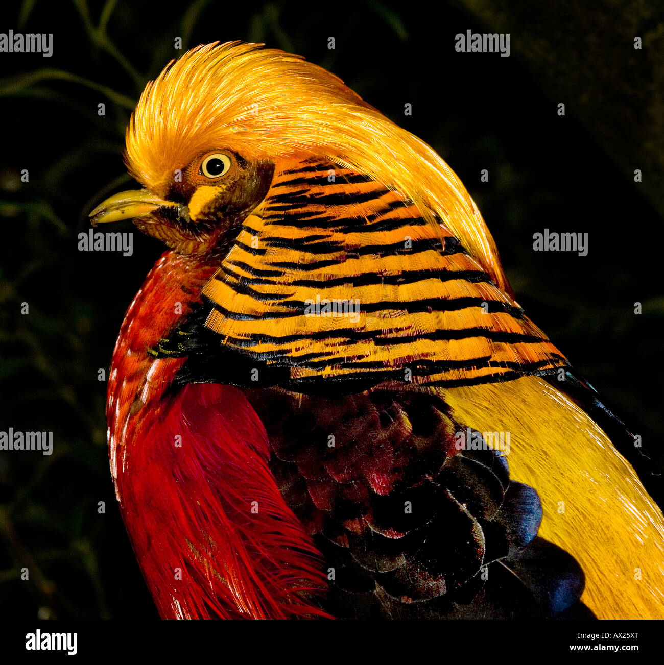 A Golden Pheasant Stock Photo Alamy