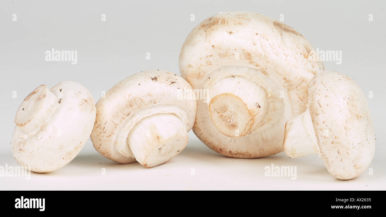 Whitemushrooms hi-res stock photography and images - Alamy