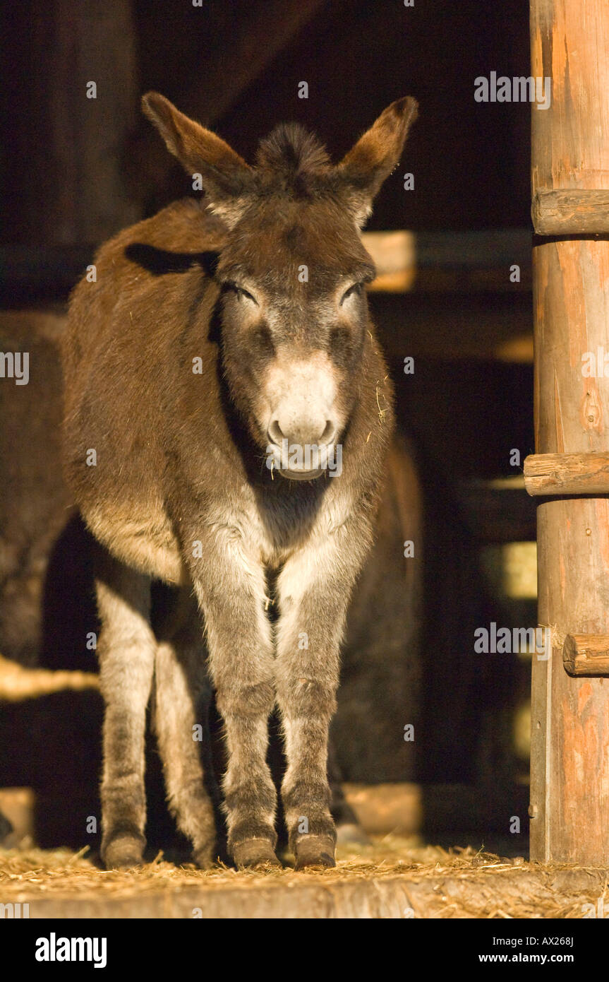 Donkey (Equus asinus) Stock Photo