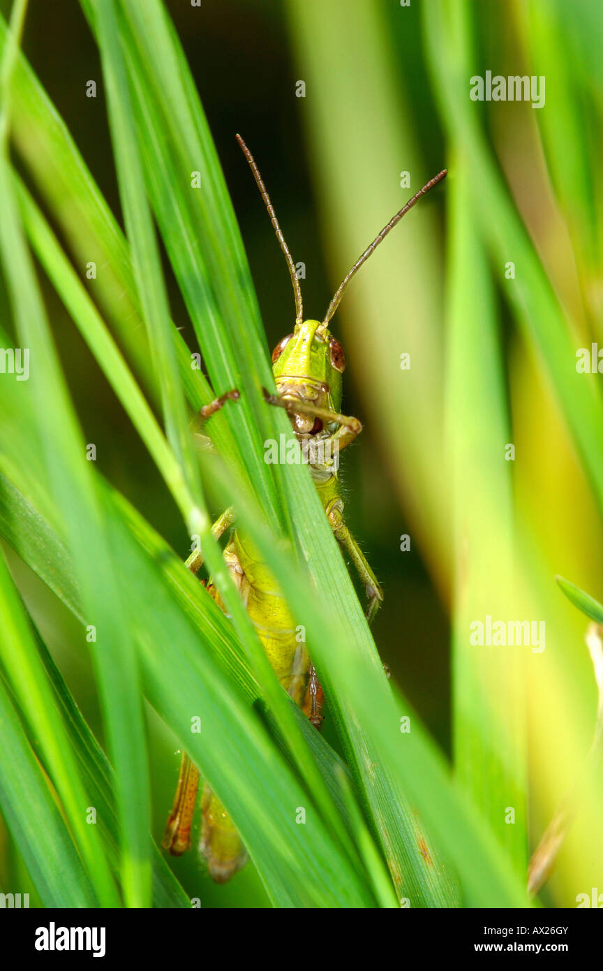 of Acrididae family Stock Photo Alamy