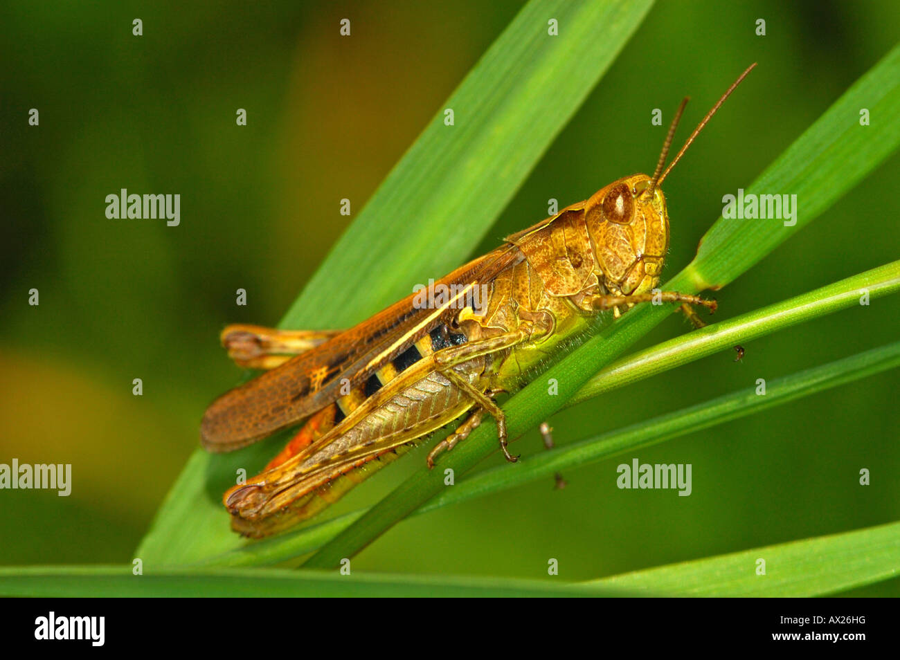 of Acrididae family Stock Photo Alamy