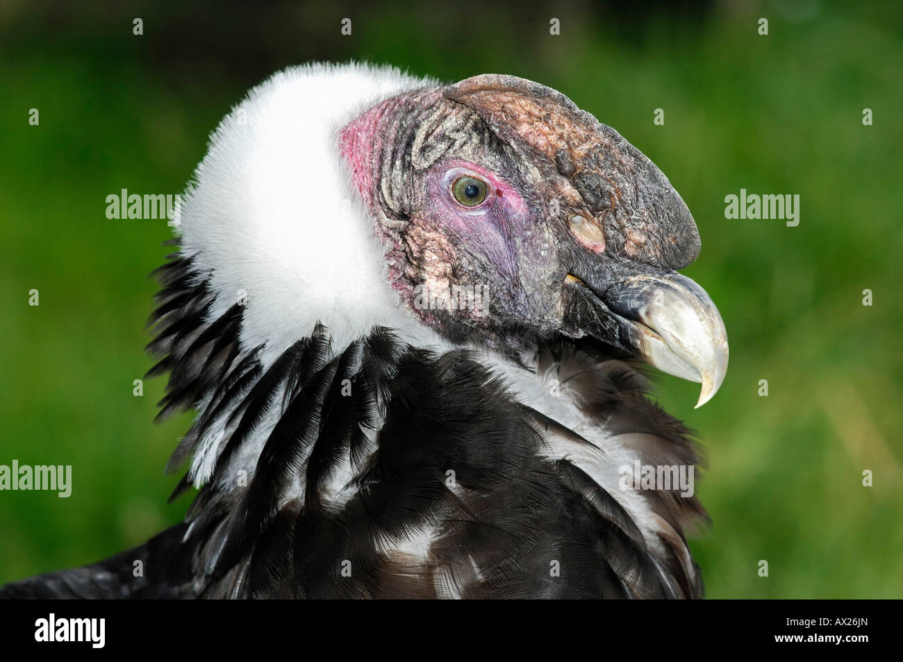 Juvenile Andean Condor, Vultur gryphus, Stock Photo