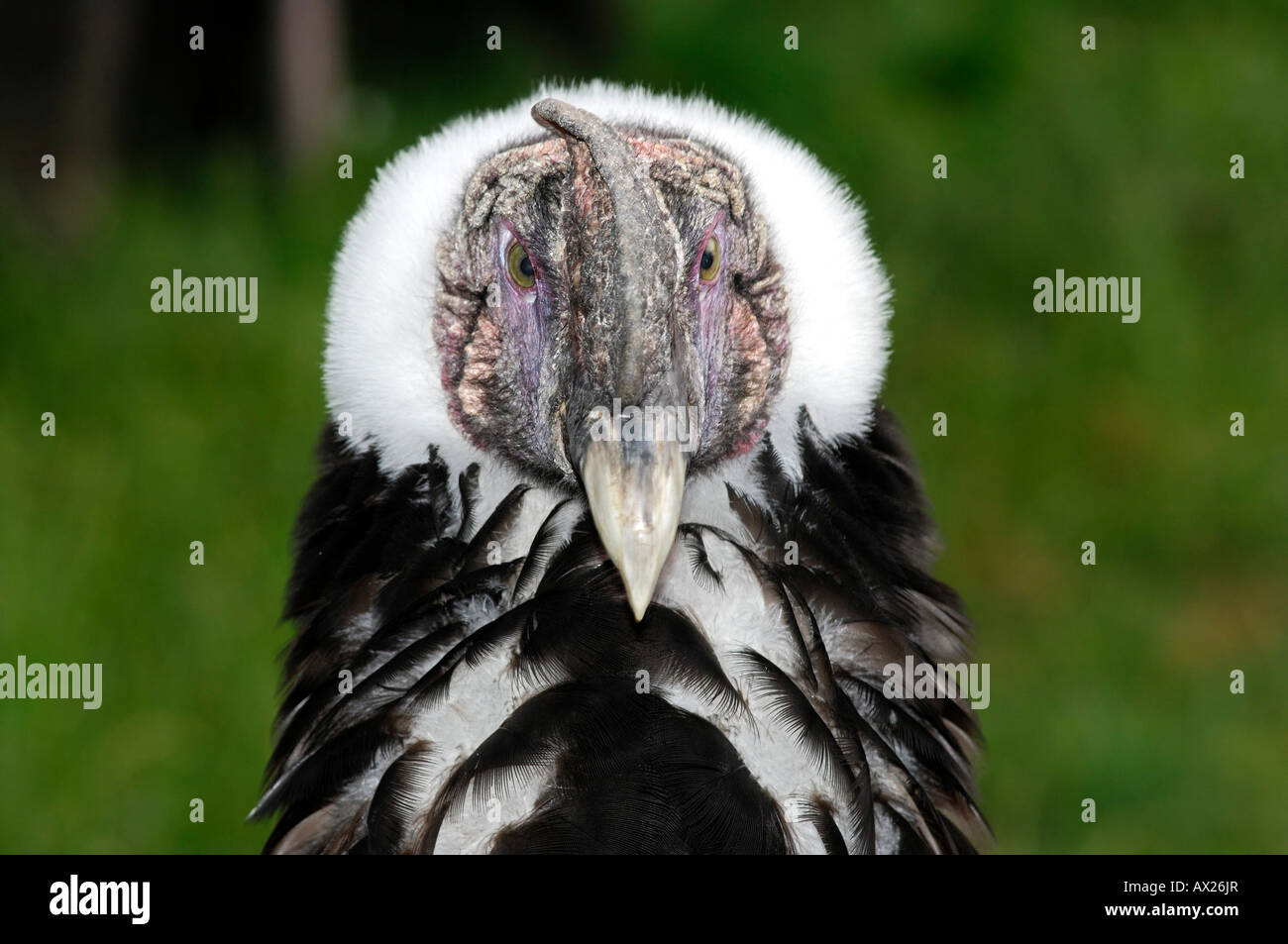 Juvenile Andean Condor, Vultur gryphus, Stock Photo