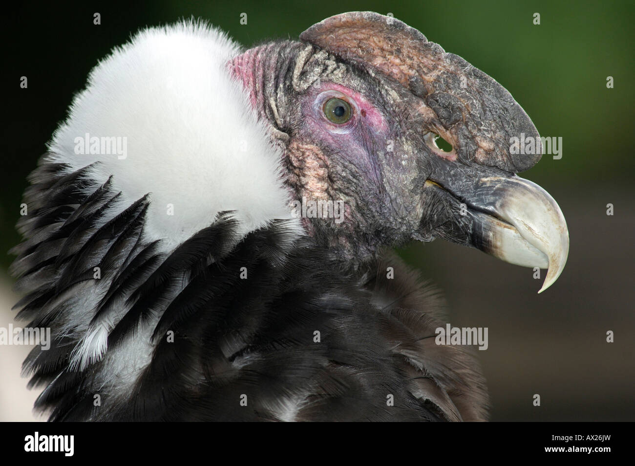 Juvenile Andean Condor, Vultur gryphus, with open naris Stock Photo