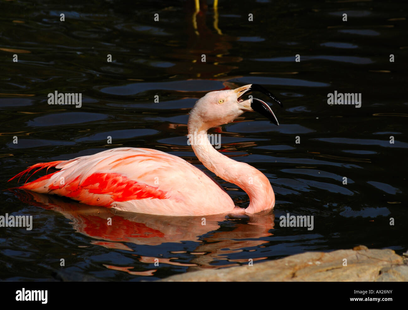 Chilean Flamingo, Phoenicopterus chilensis Stock Photo