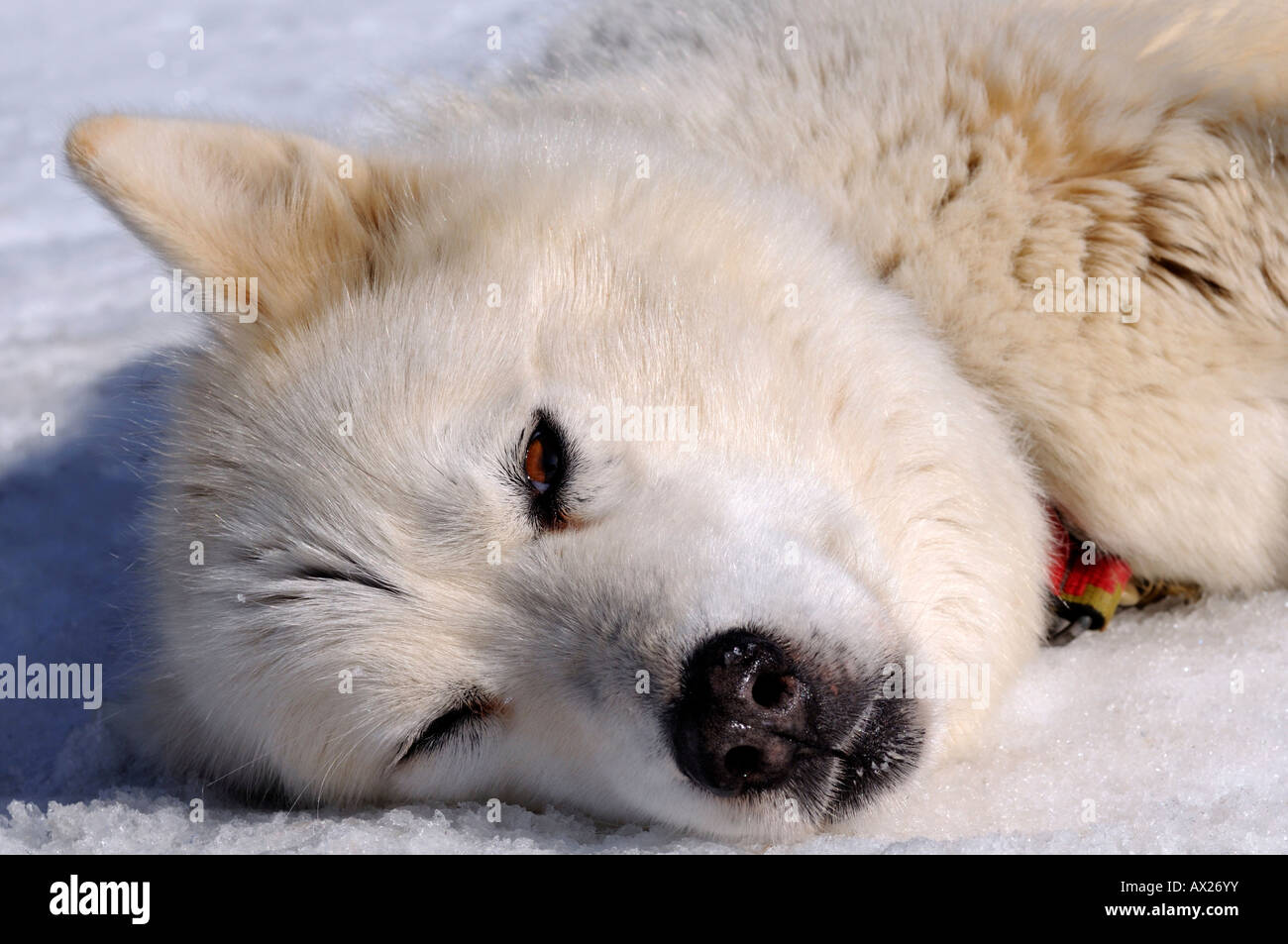 Resting Greenland Dog, sledge dog, sled dog Stock Photo