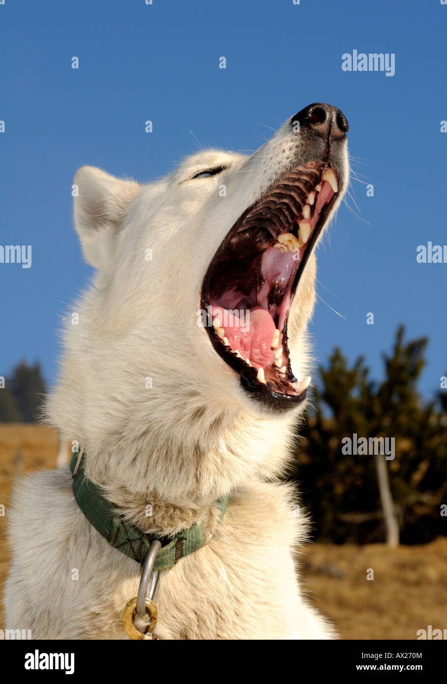 Greenland Dog with opened snout Stock Photo