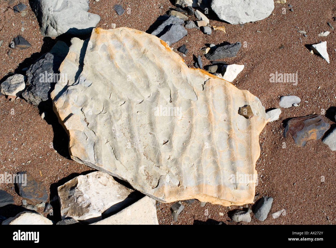 fossilised wave patern on rock penarth vale of glamorgan south wales uk Stock Photo