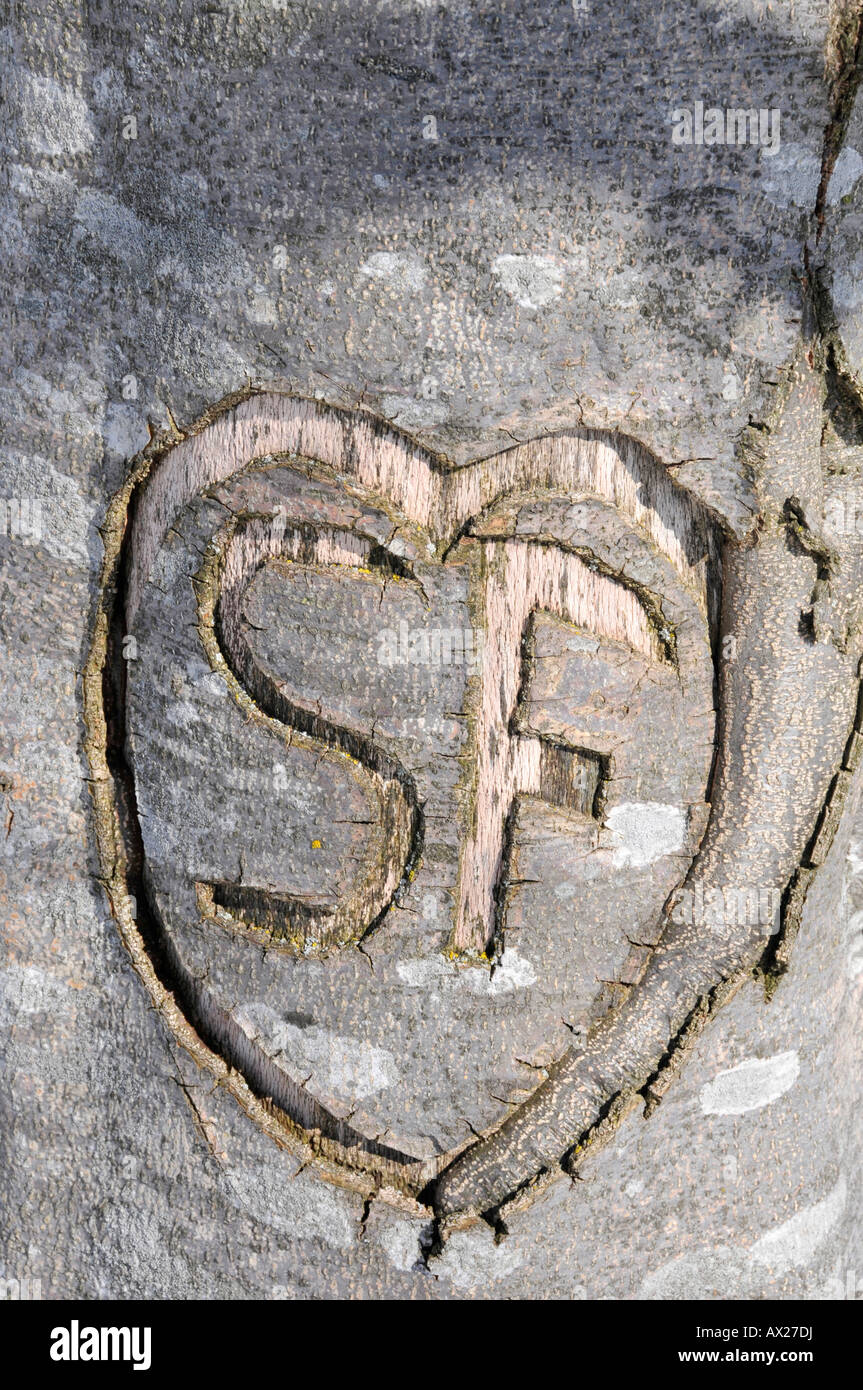 Heart carved in bark of tree Stock Photo