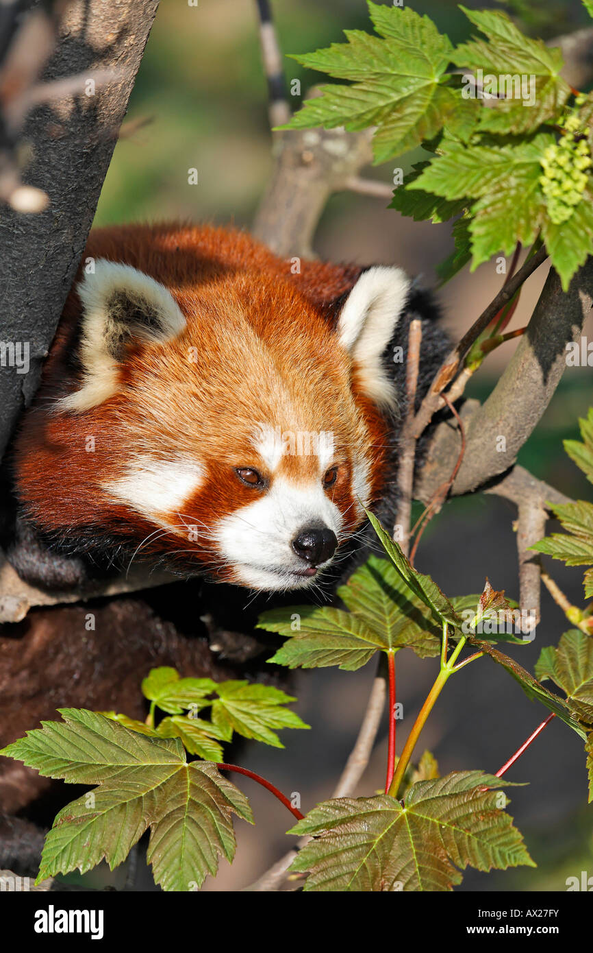 Red Panda (Ailurus fulgens), Schoenbrunn Zoo, Vienna, Austria, Europe Stock Photo