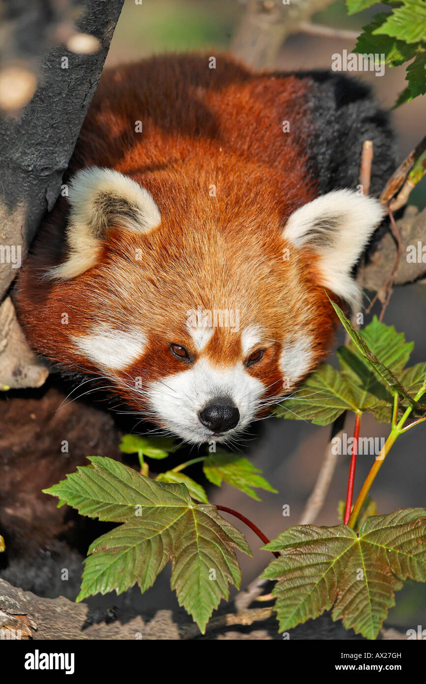 Red Panda Ailurus Fulgens Schoenbrunn Zoo Vienna Austria Europe