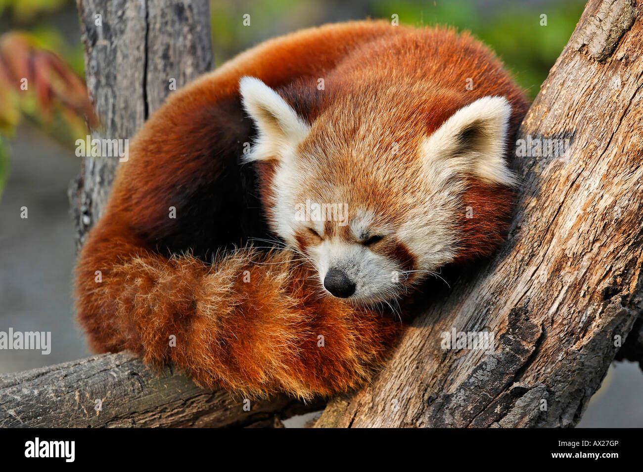 Red Panda (Ailurus fulgens), Schoenbrunn Zoo, Vienna, Austria, Europe Stock  Photo - Alamy