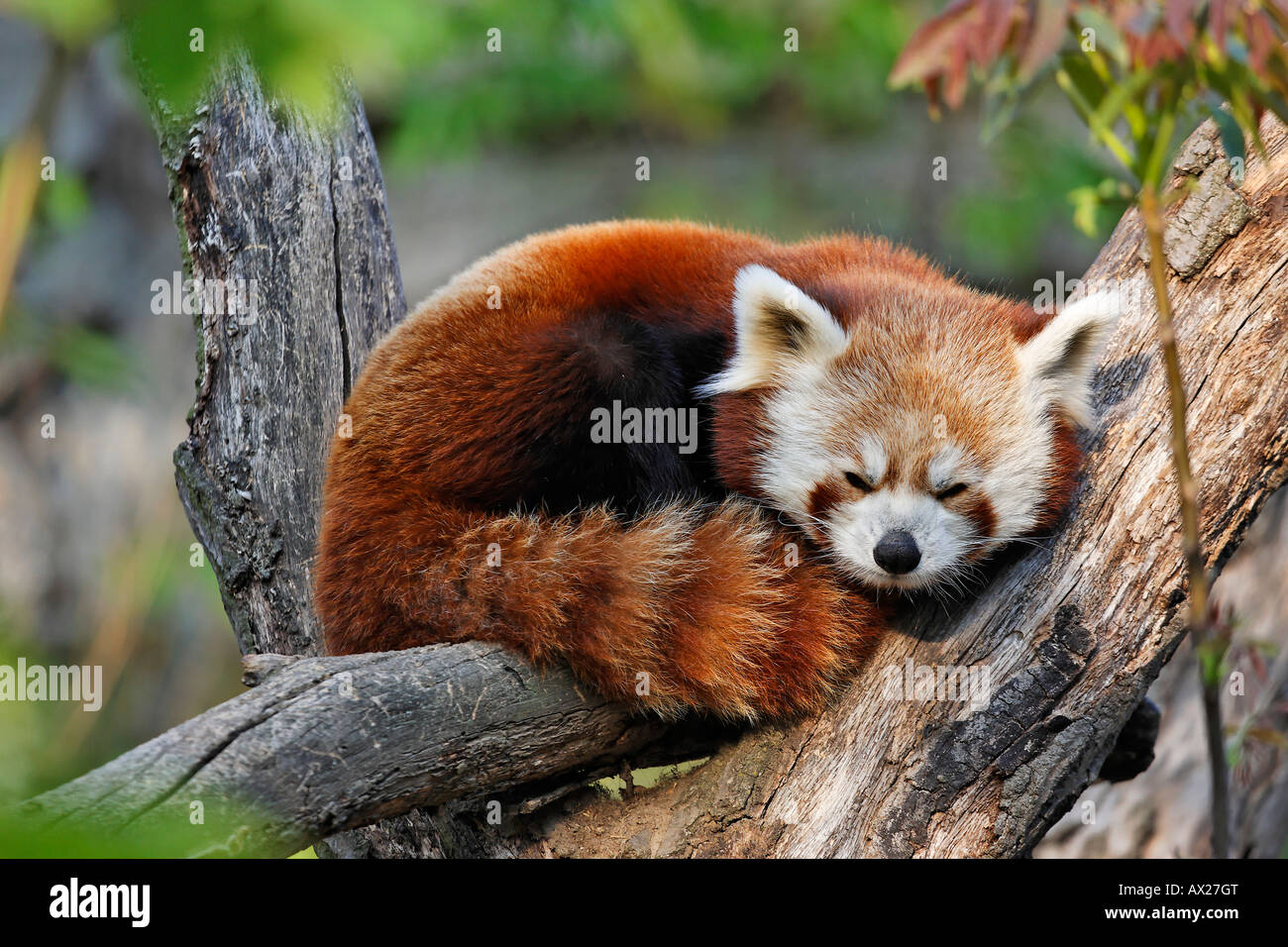 Red Panda (Ailurus fulgens), Schoenbrunn Zoo, Vienna, Austria, Europe Stock  Photo - Alamy