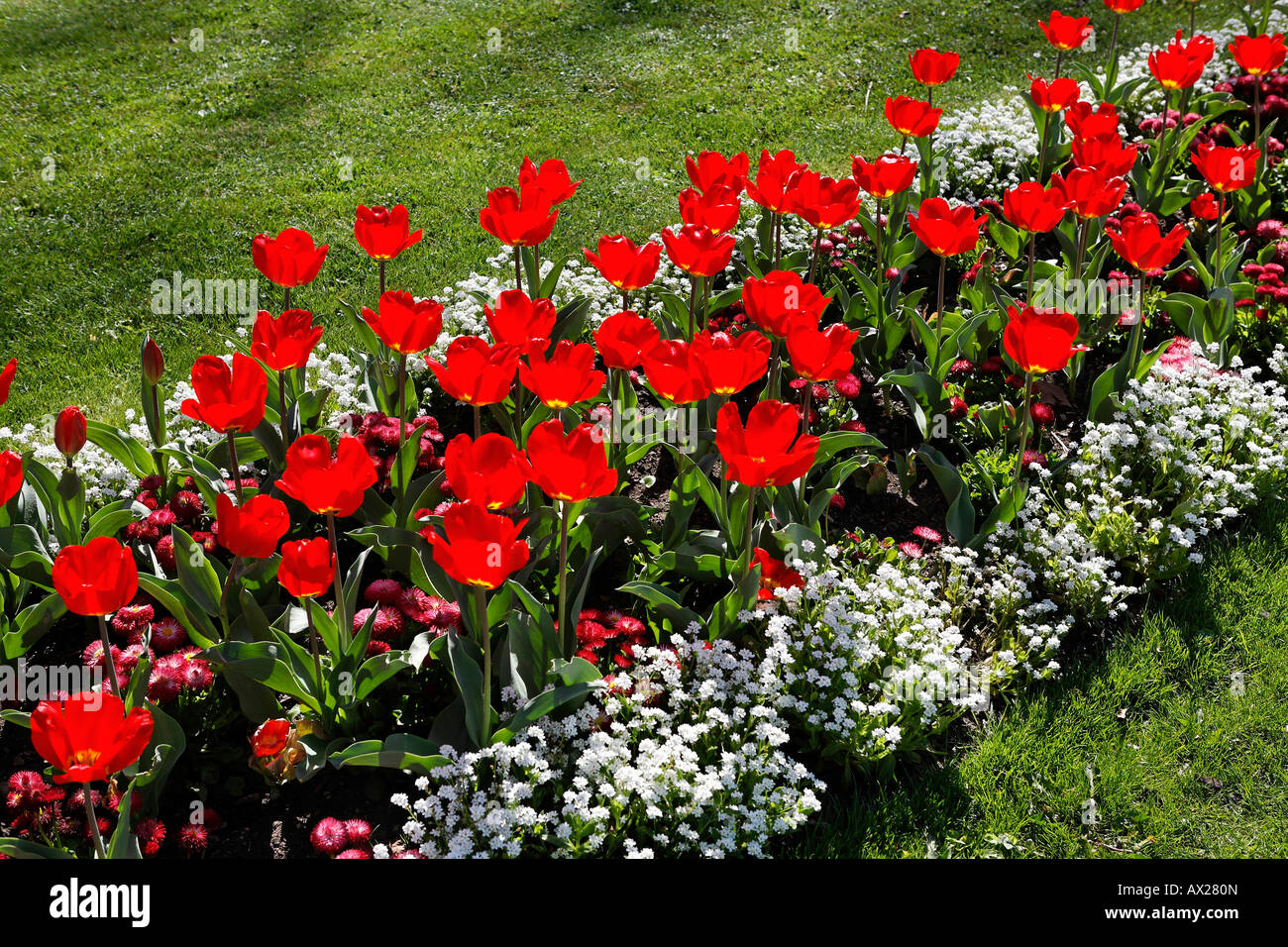 Tulip flowerbed Stock Photo