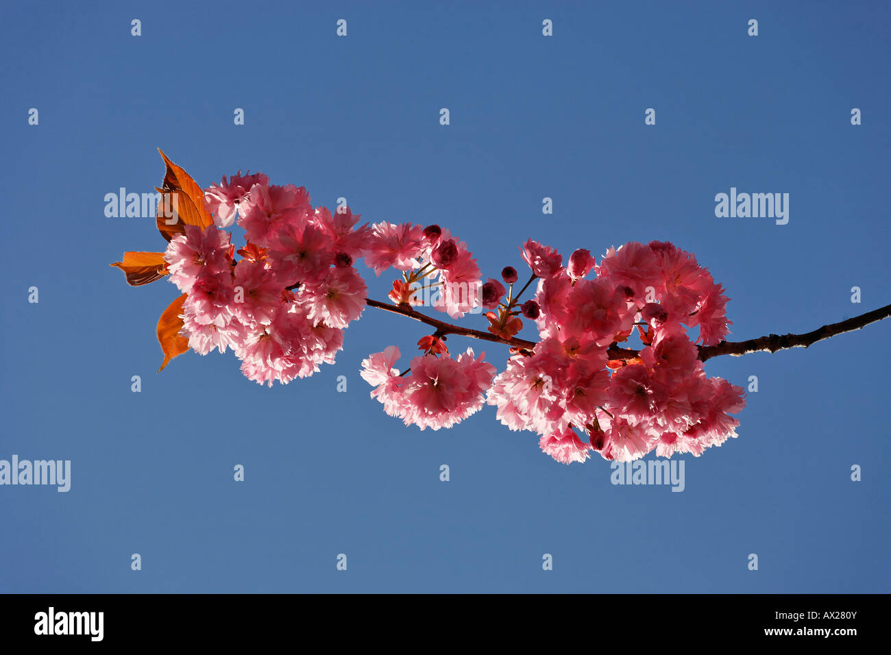 Japanese Cherry Tree (Prunus serrulata) blossoms, Lower Austria, Austria, Europe Stock Photo