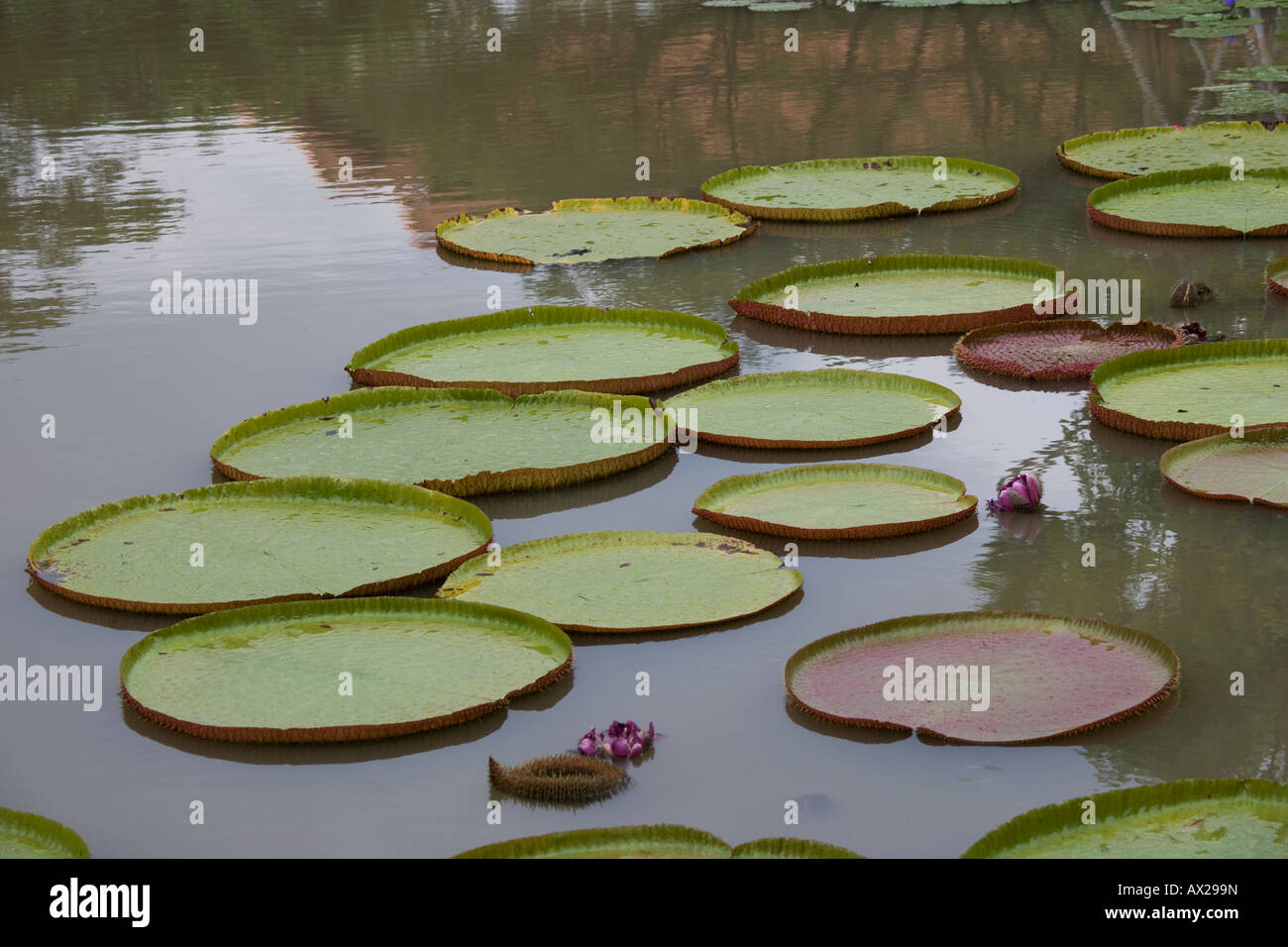 Thailand Chiang Mai Mandarin Oriental Resort Stock Photo Alamy