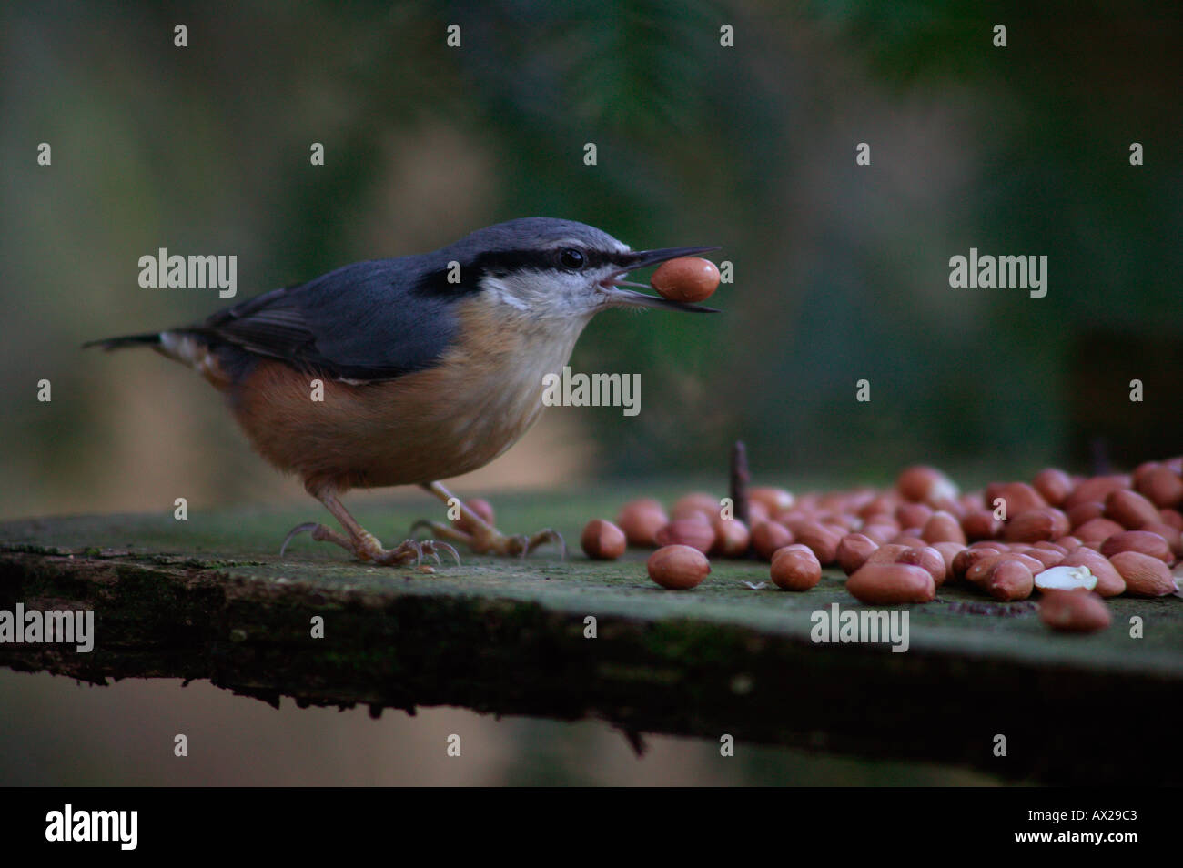 Nuthatch on bird table with peanut in mouth Stock Photo