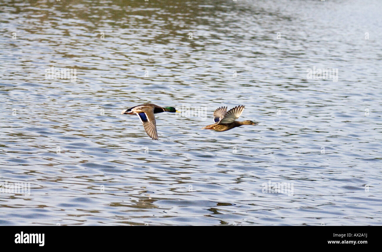 Mallard duck, green body, brownish body, wild duck, glossy green head, grey wings and belly, suitable wetland habitats, shallow sanctuaries, yellow. Stock Photo