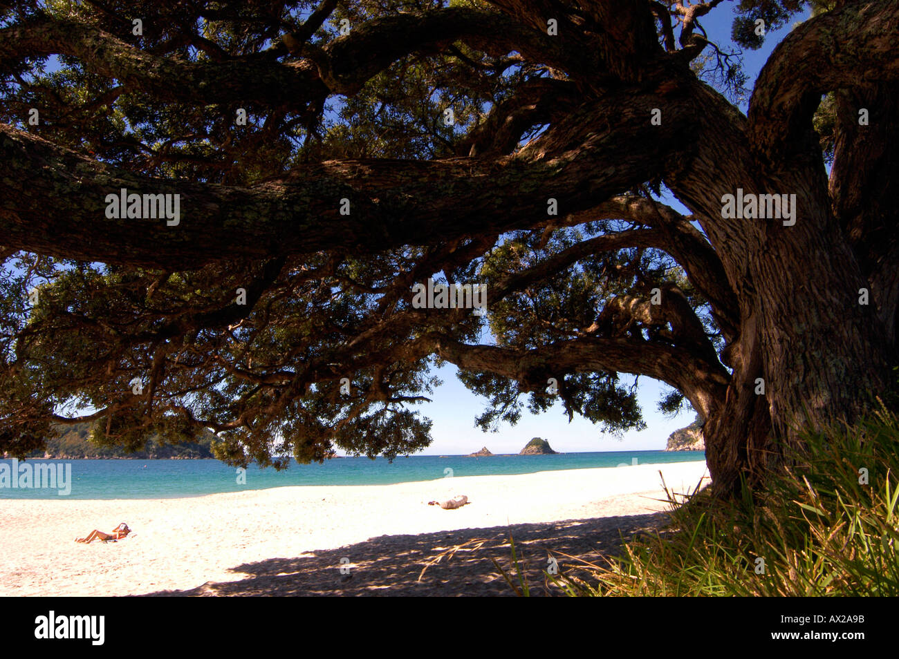 Tree Coromandel Peninsula New Zealand Stock Photo