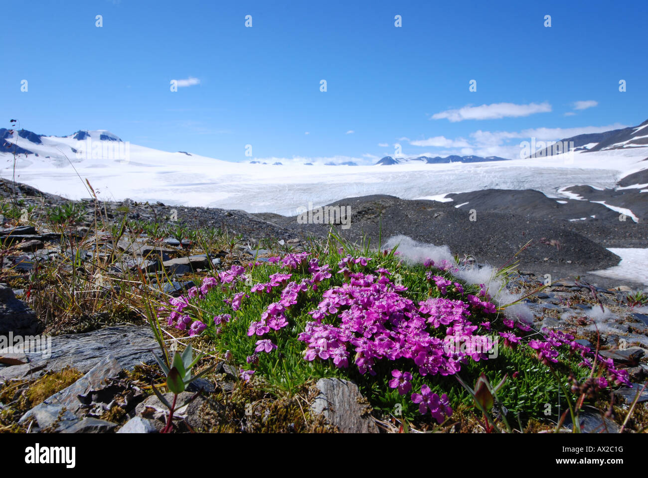 Moss Campion flowers and Harding Icefield Kenai Mountains Kenai Fjords National Park Alaska Stock Photo
