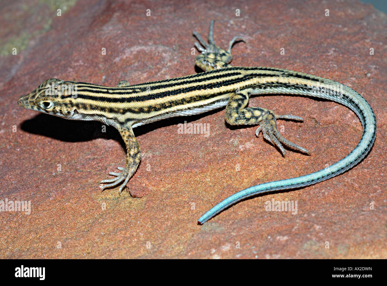 SPINY-FOOTED LIZARD, Acanthodactylus erythrurus. Sam, Jaisalmer, Rajasthan, India Stock Photo