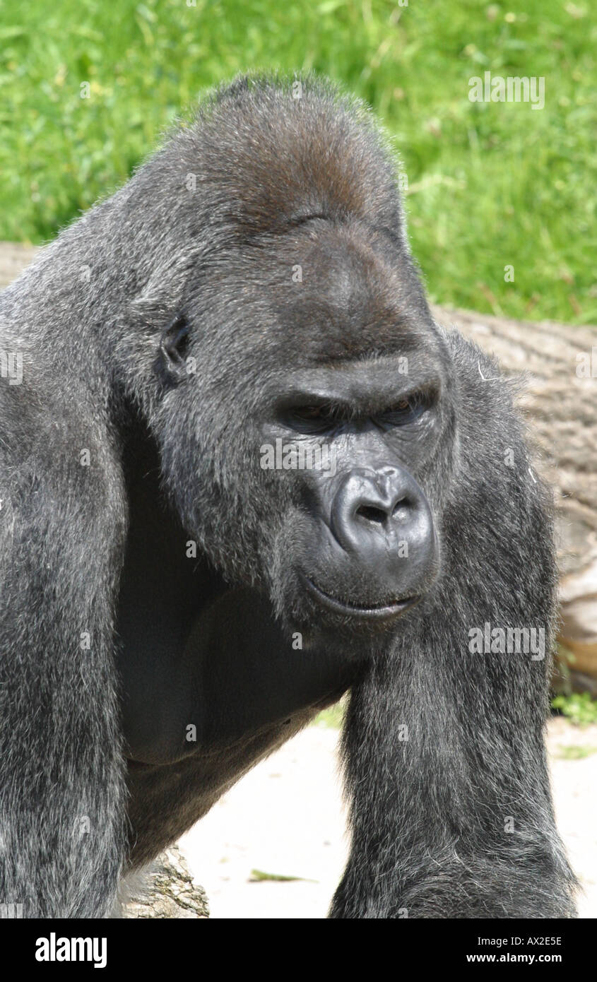 Male Silver Back Gorilla In Captivity At A Zoo Stock Photo Alamy