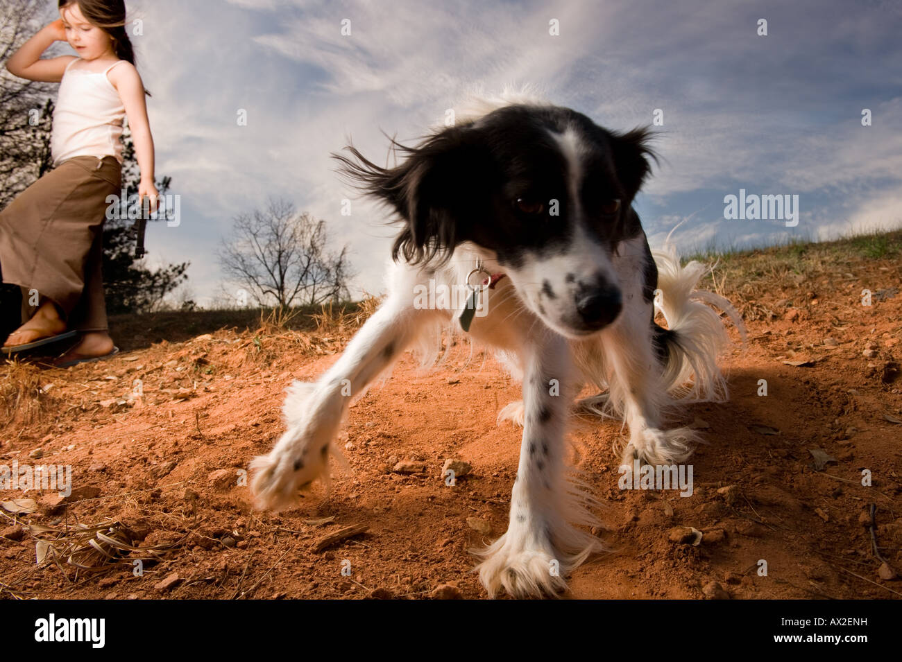 A girl walks near a black and white mixed breed dog terrier and Australian Shepard on a hill in dirt before a blue sky Stock Photo