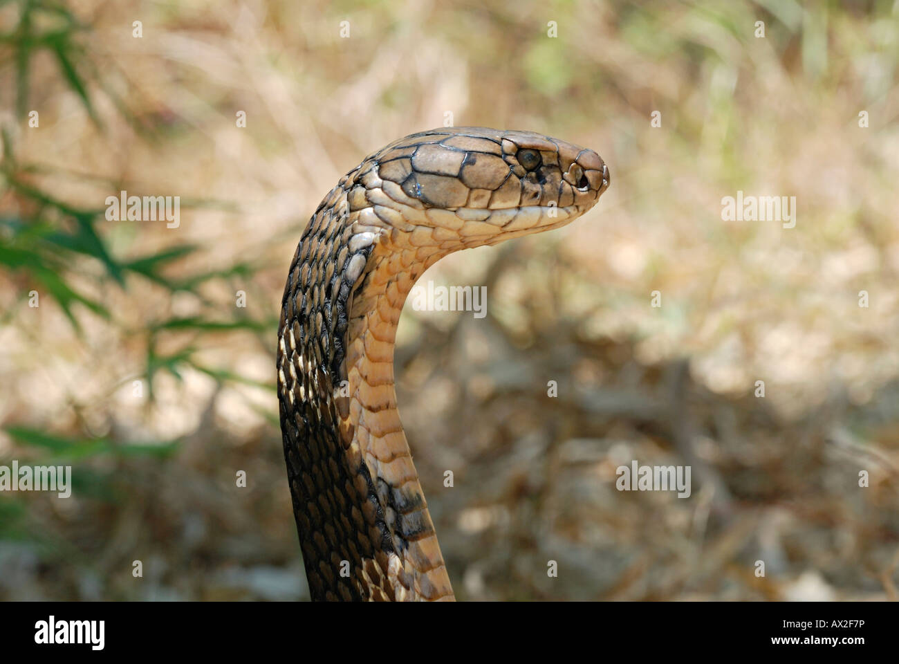 KING COBRA. Ophiophagus hannah.  Venomous rare. The world's longest venomous snake. Goa India Stock Photo