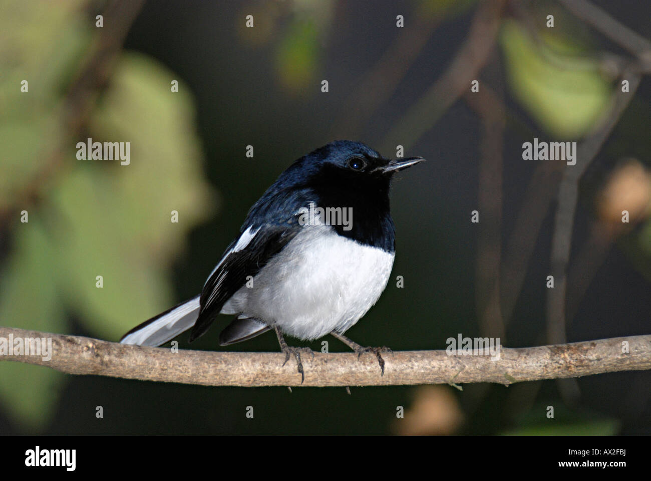 The Oriental Magpie Robin Copsychus saularis is a small passerine bird that was formerly classed as a member of the thrush. Stock Photo