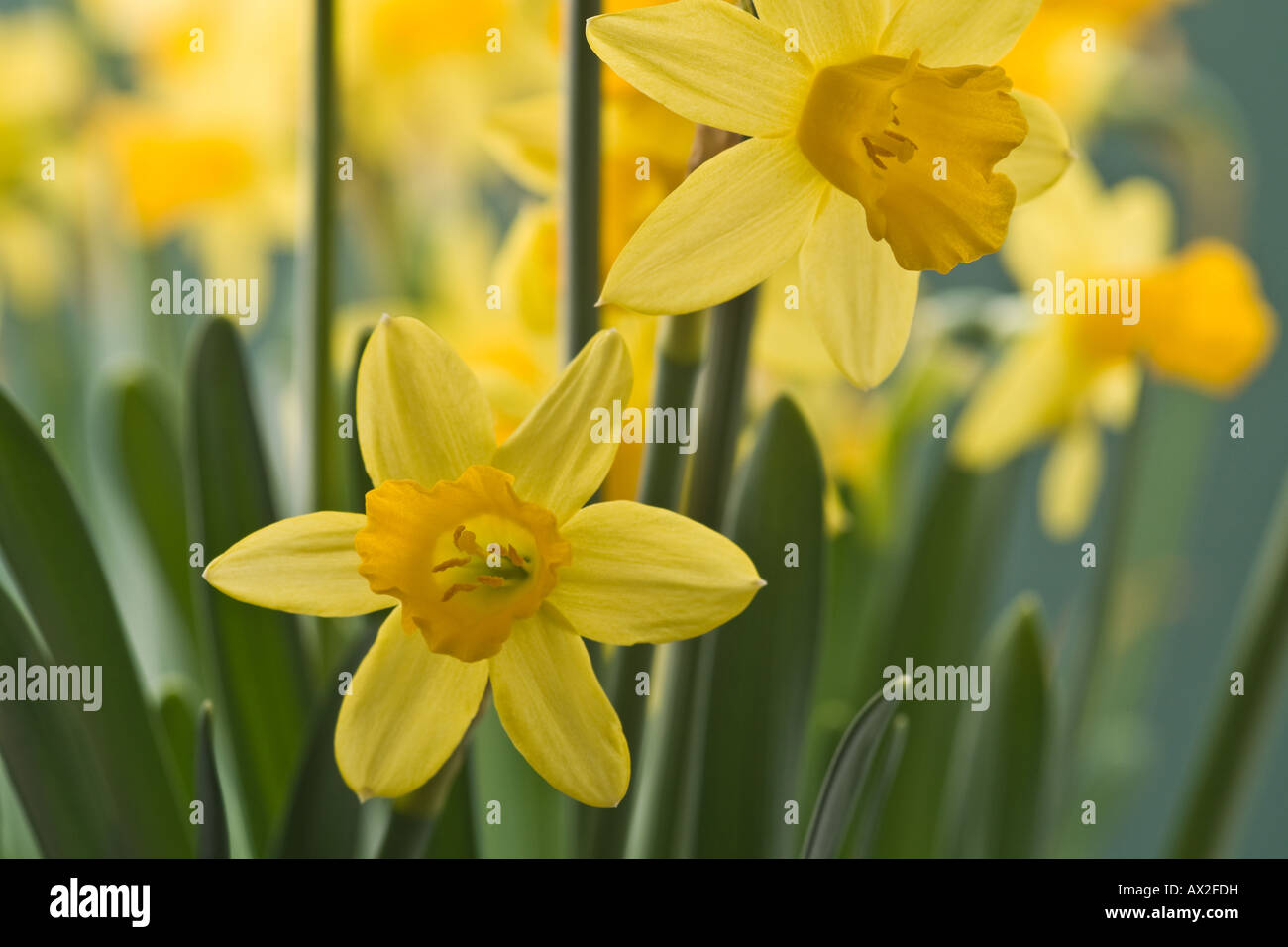 Daffodils in full bloom. Stock Photo