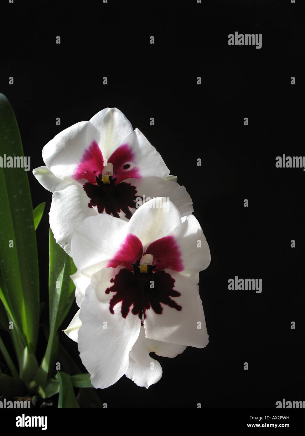 orchid Miltonia close up (milt batman) Stock Photo