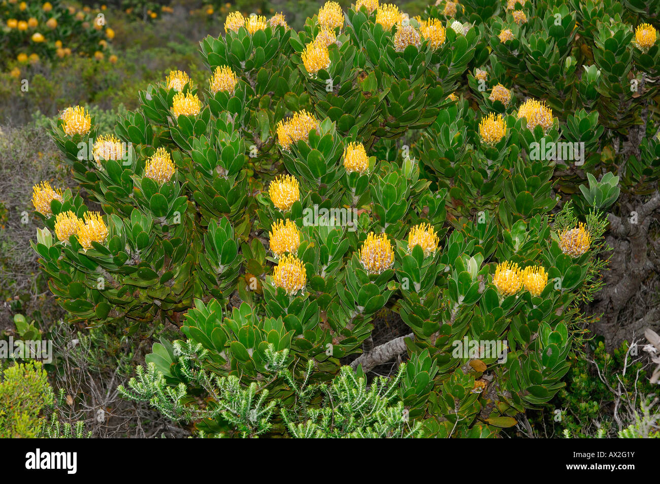 Flowering Pincushion Protea Leucospermum spec South Africa Stock Photo