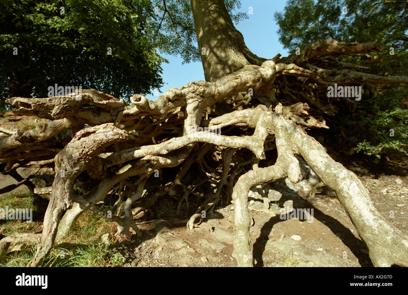 tree roots exposed by erosion Stock Photo - Alamy