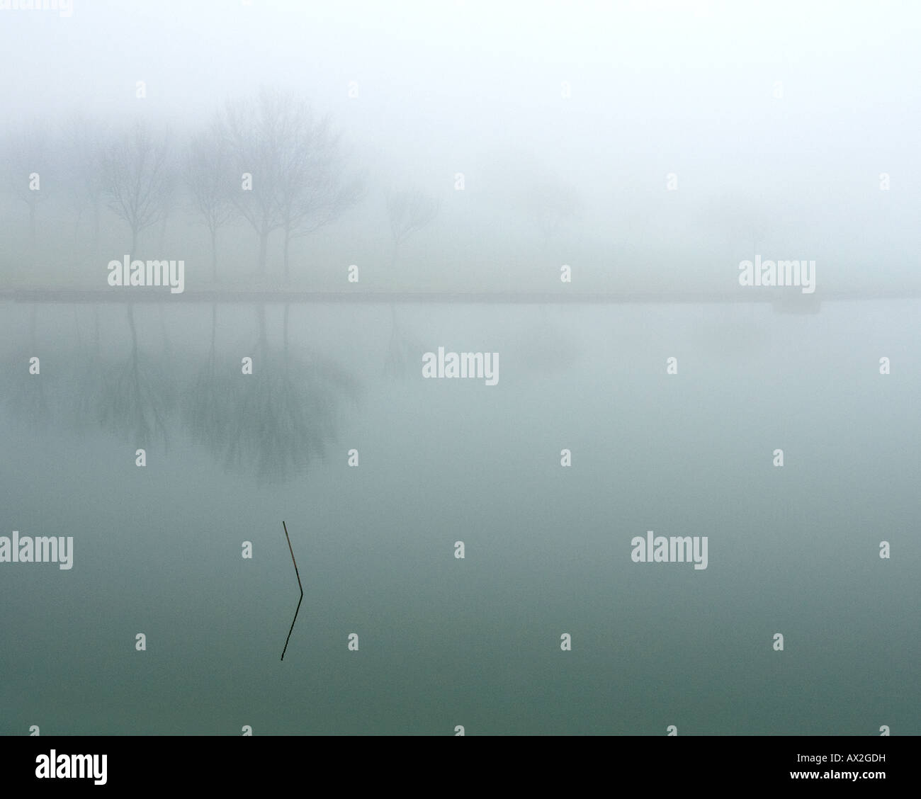 UK weather a reed emerging from a lake in misty weather Stock Photo