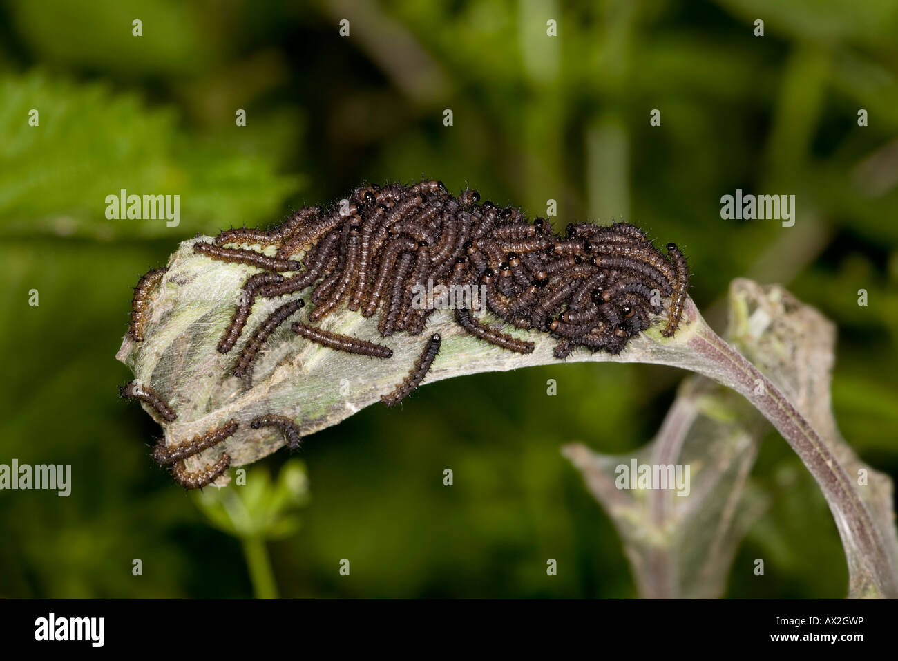 Peacock Butterfly Caterpillars on stinging nettles Stock Photo Alamy