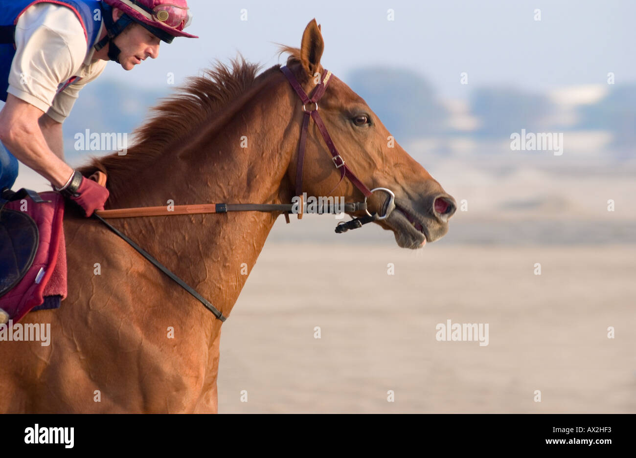 Race Horse Trainer. Dubai, UAE. Stock Photo
