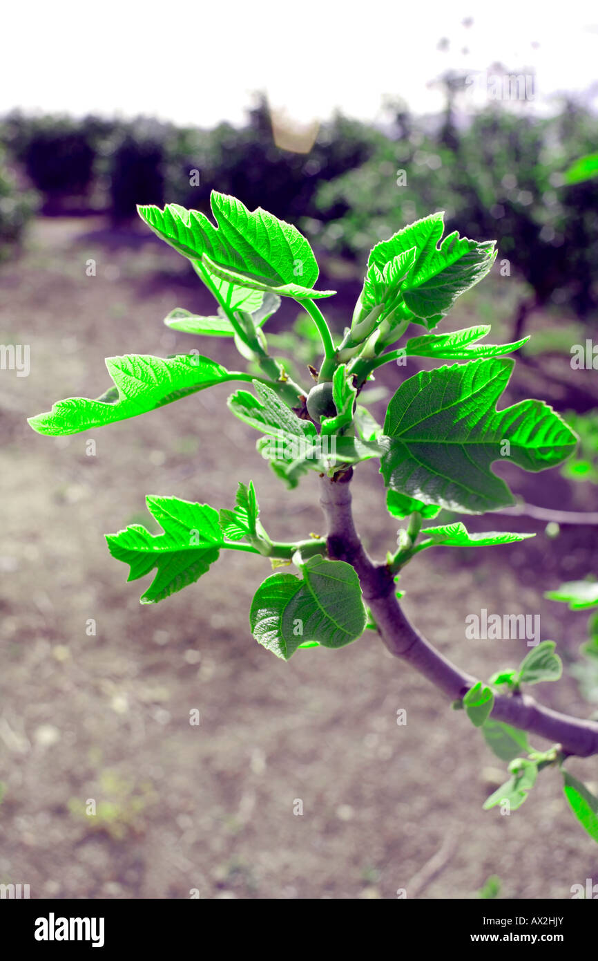 Common fig ( Ficus carica ) young leaves and fruit in springtime,  Alhaurin El Grande, Malaga Province, Andalucia,  Spain Stock Photo