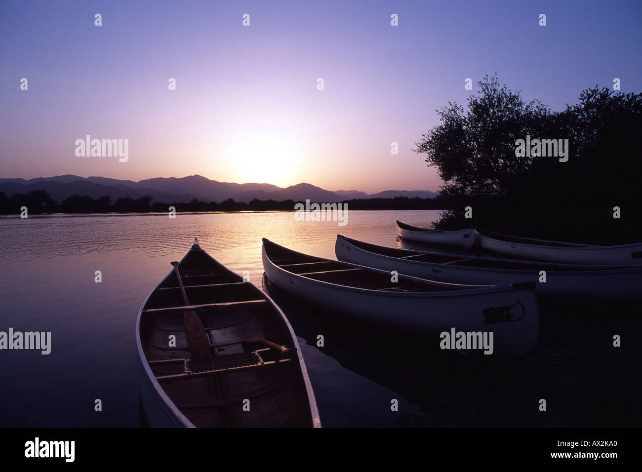 Canoeing in Mangroves, Sharjah, UAE Stock Photo Alamy