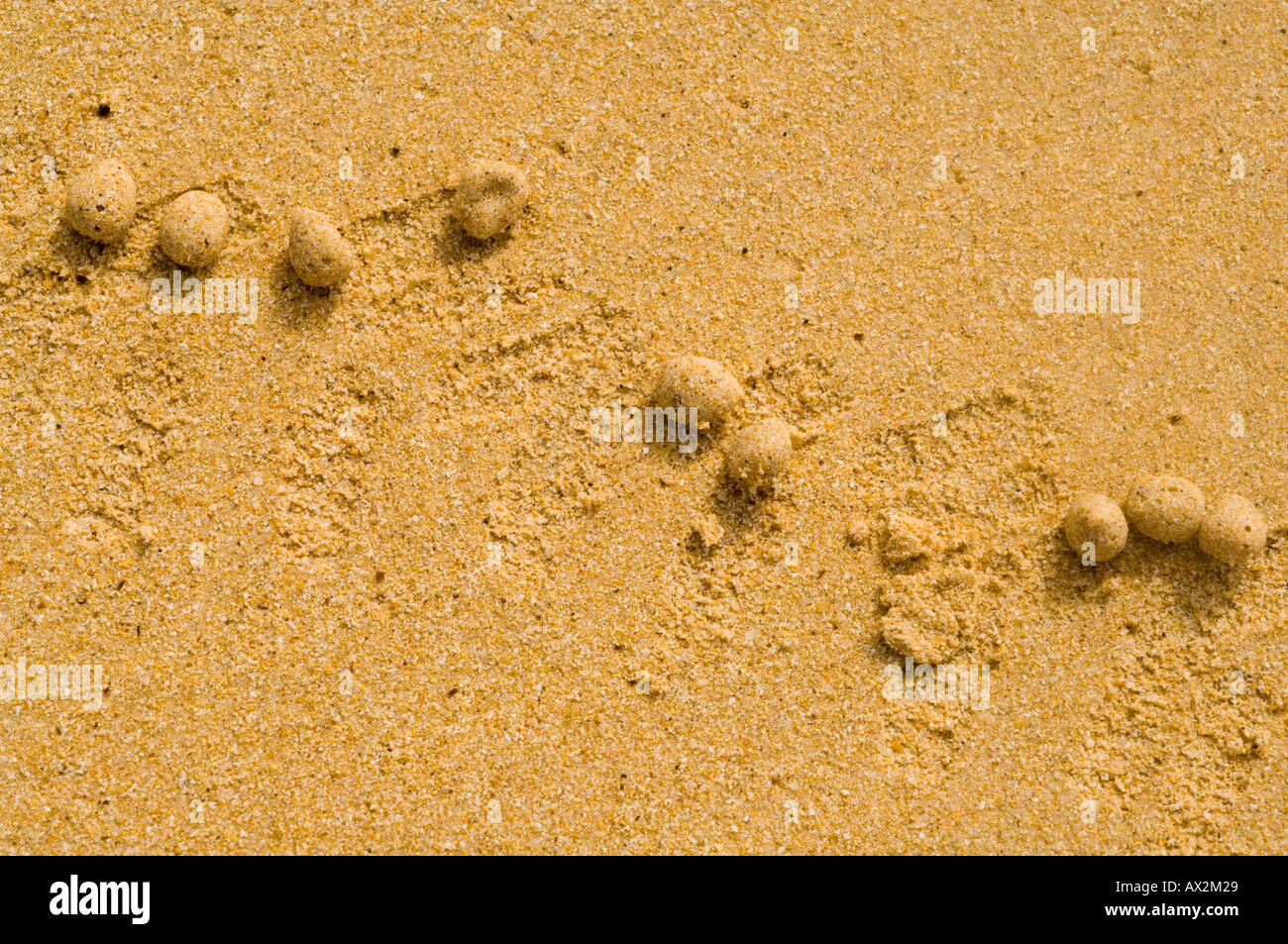 Sand balls left by ghost crab (Ocypode gaudichaudii) Galapagos   beach, Ecuador Stock Photo