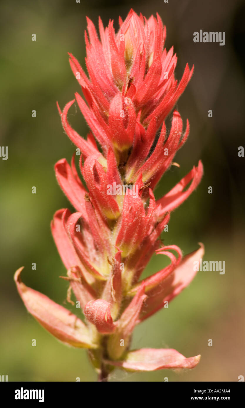 Indian paintbrush castilleja scrophulariaceae in Alberta Stock Photo