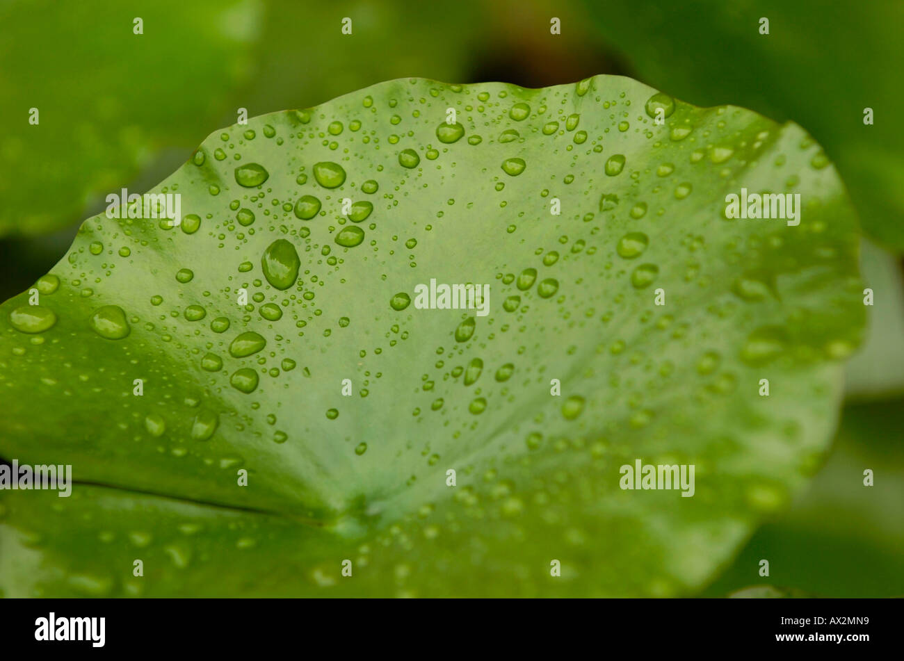 Leaf of water lily Stock Photo - Alamy