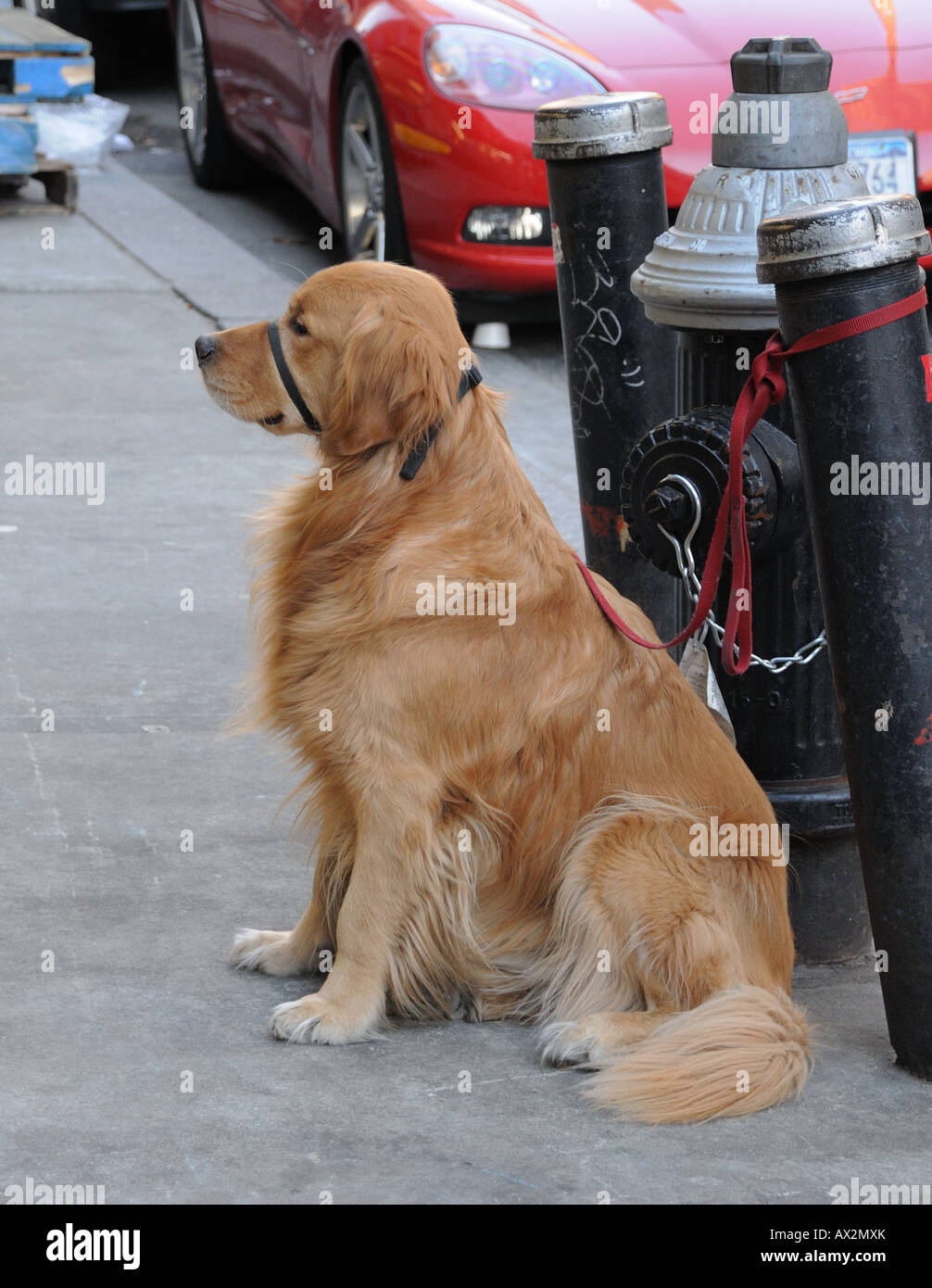 A dog waits patiently for its owner outside a Manhattan grocery store ...
