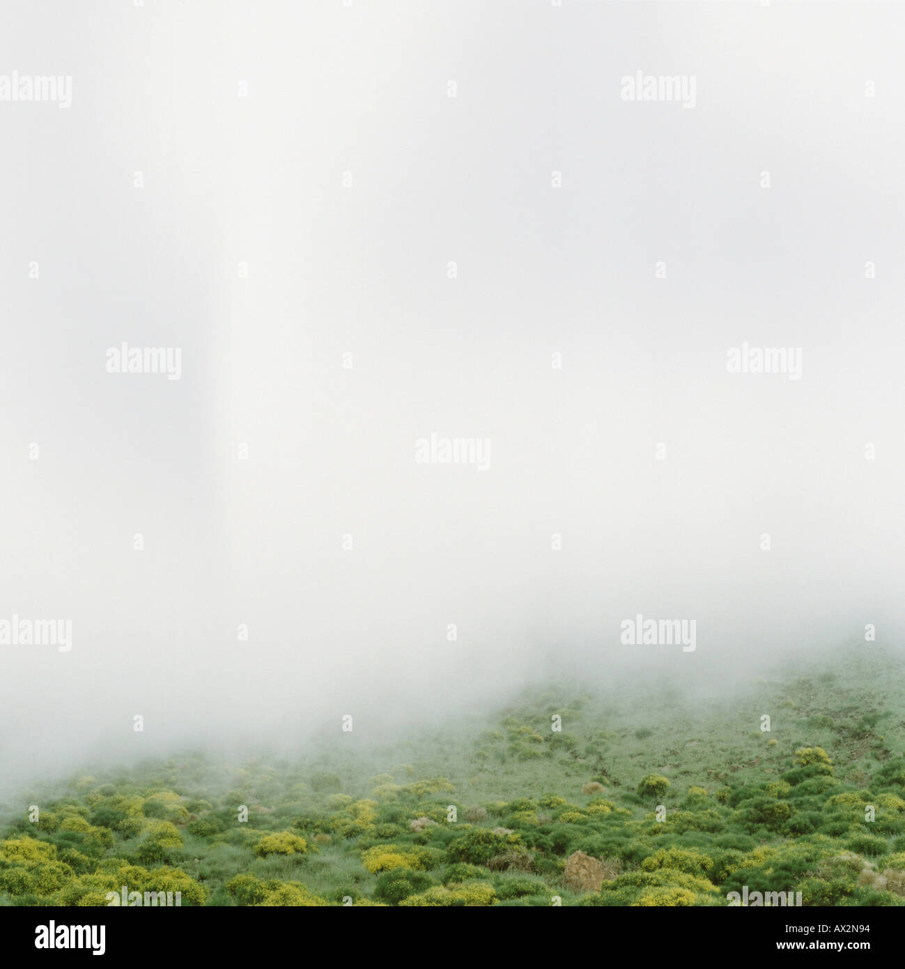 Fog grass hi-res stock photography and images - Alamy