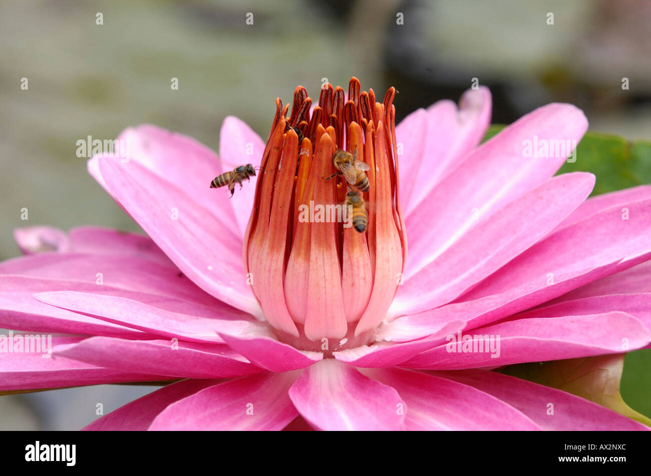Pink water lily & bees Stock Photo - Alamy