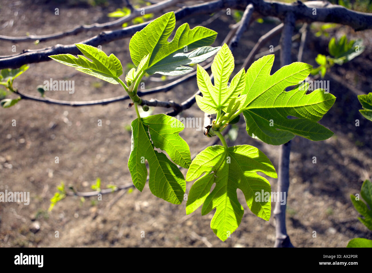 Common fig ( Ficus carica ) young leaves and fruit in springtime,  Alhaurin El Grande, Malaga Province, Andalucia,  Spain Stock Photo