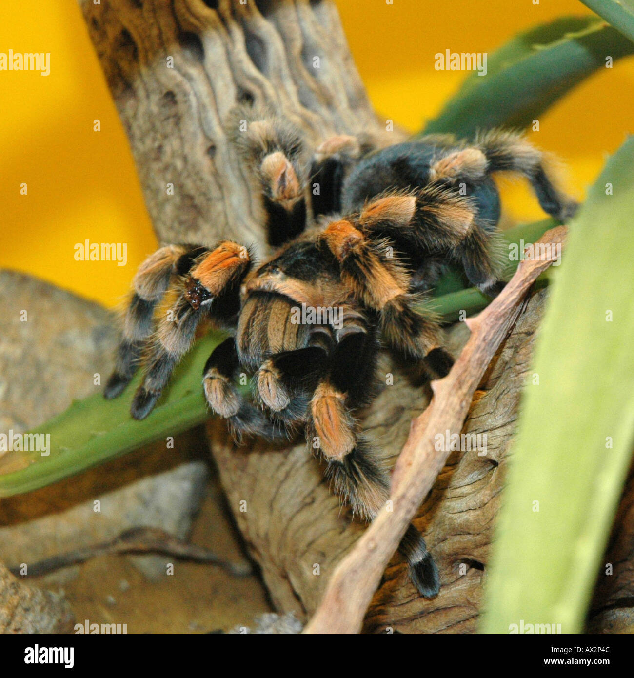 Mexican Red Knee Tarantula in captivity Stock Photo