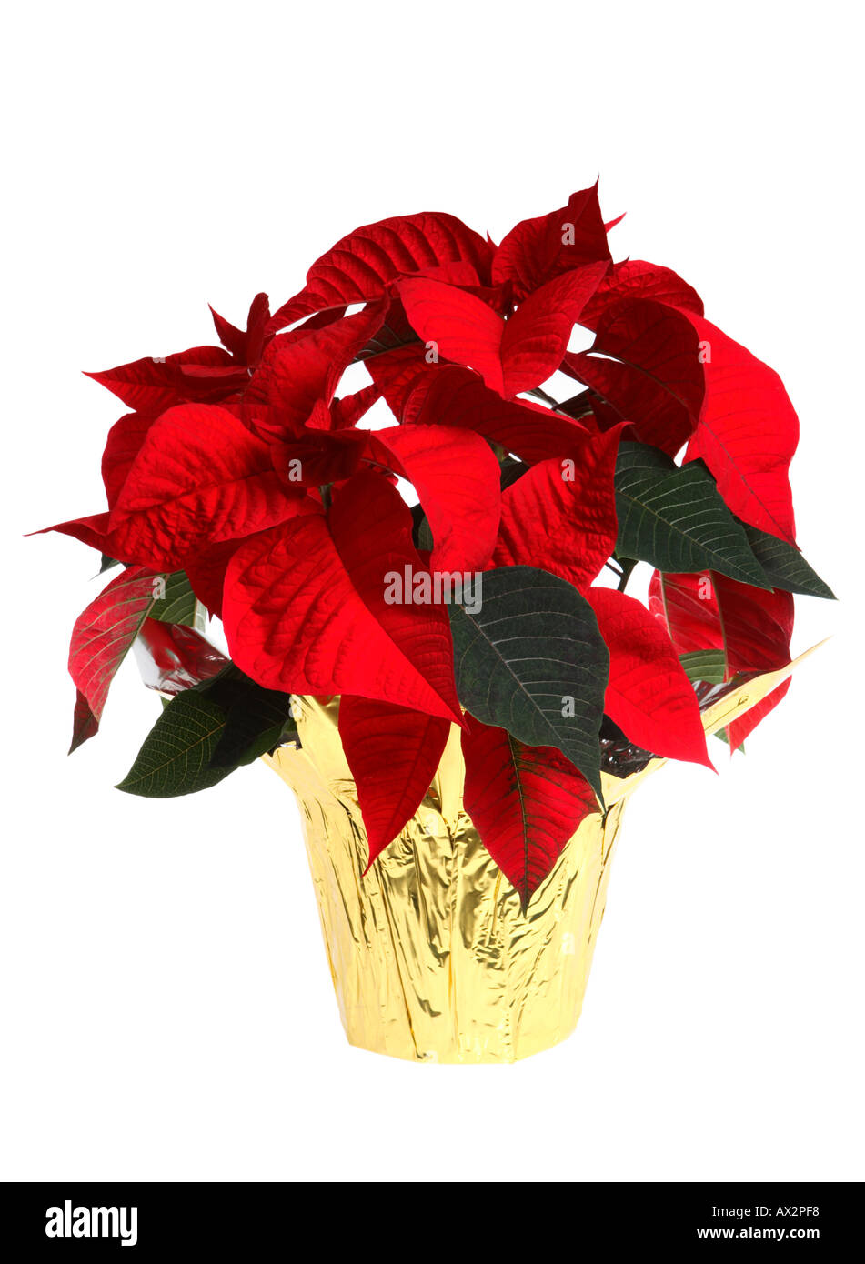 Poinsettia flowers Stock Photo
