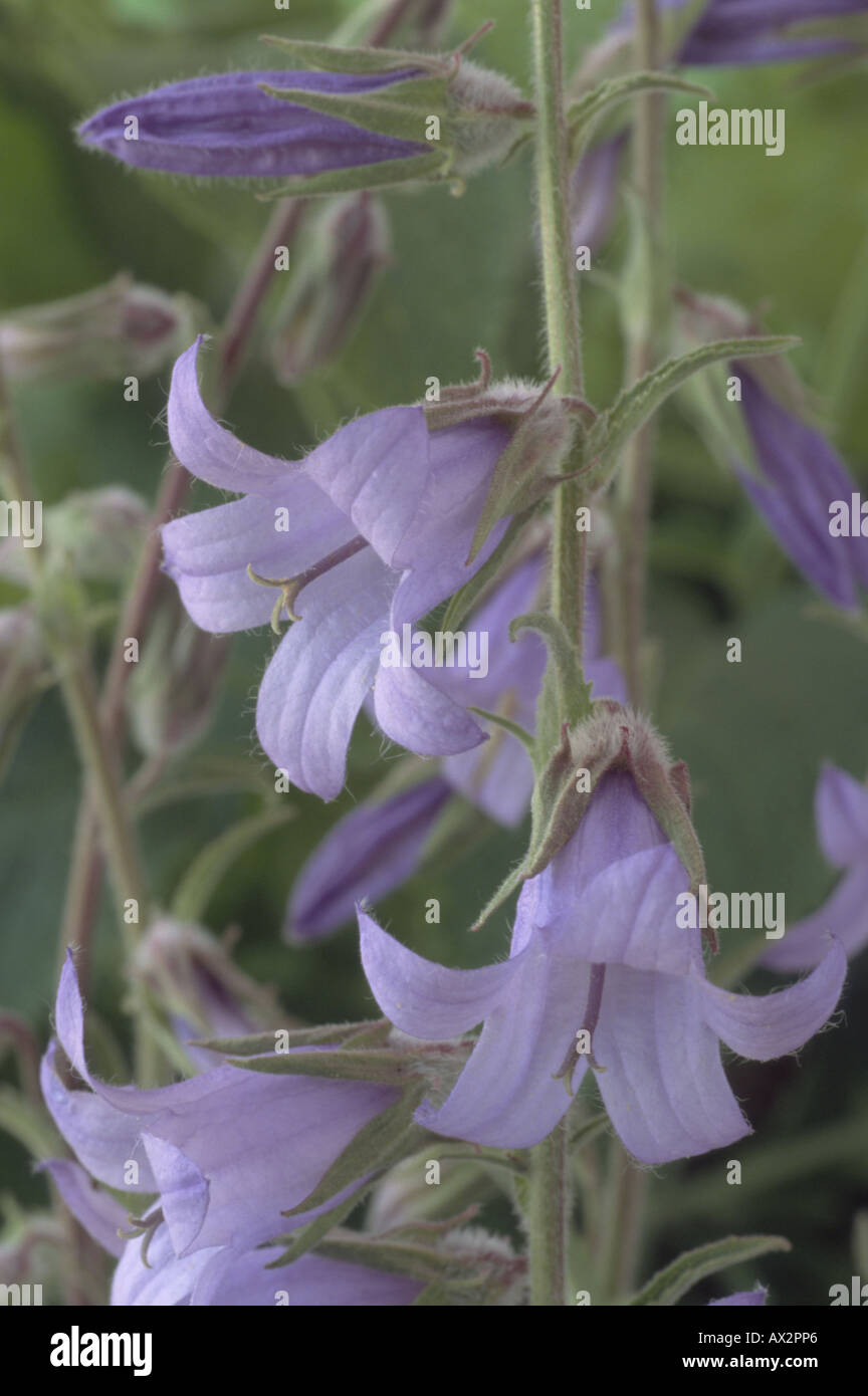Campanula sarmatica (Bellflower) Close up of blue flowers and bud on upright stem. Stock Photo