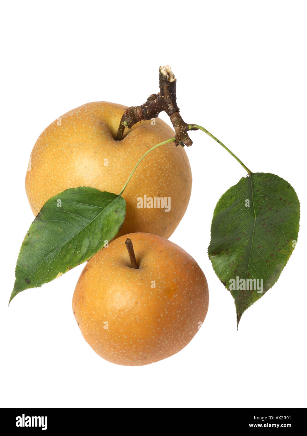 Asian pear Stock Photo