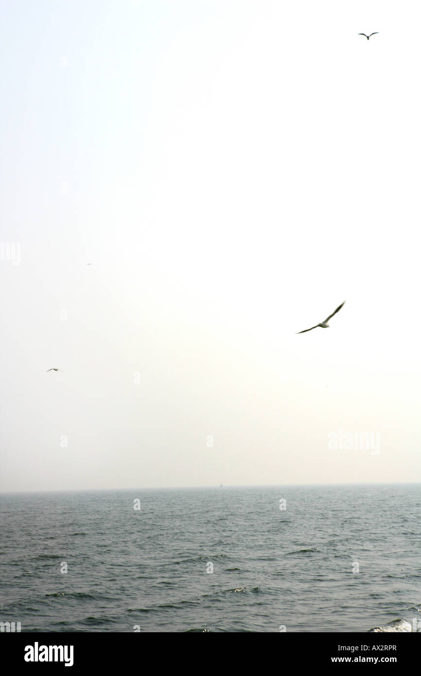 water birds over the Sea Stock Photo